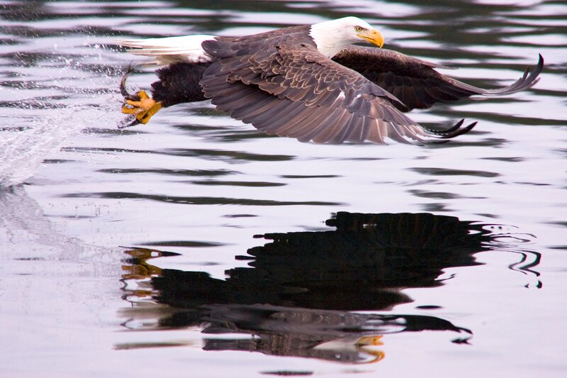 Bald Eagle Catching Fish — Brown, Dramatic, Photograph, Water