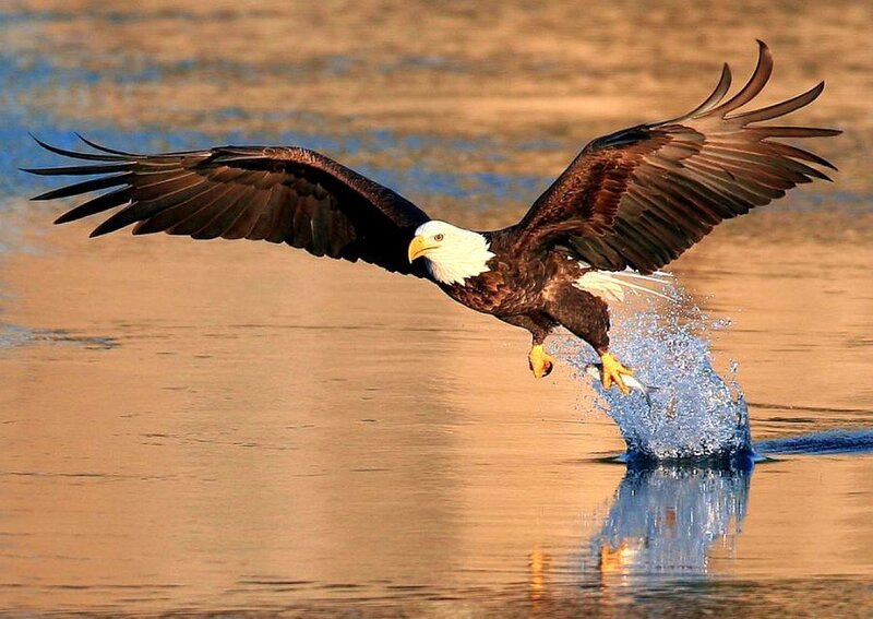 Bald Eagle Catching Fish — Brown, Dramatic, Sunset