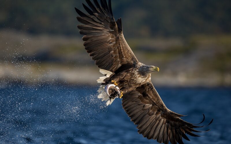 Bald Eagle Catching Fish — Brown, Dramatic