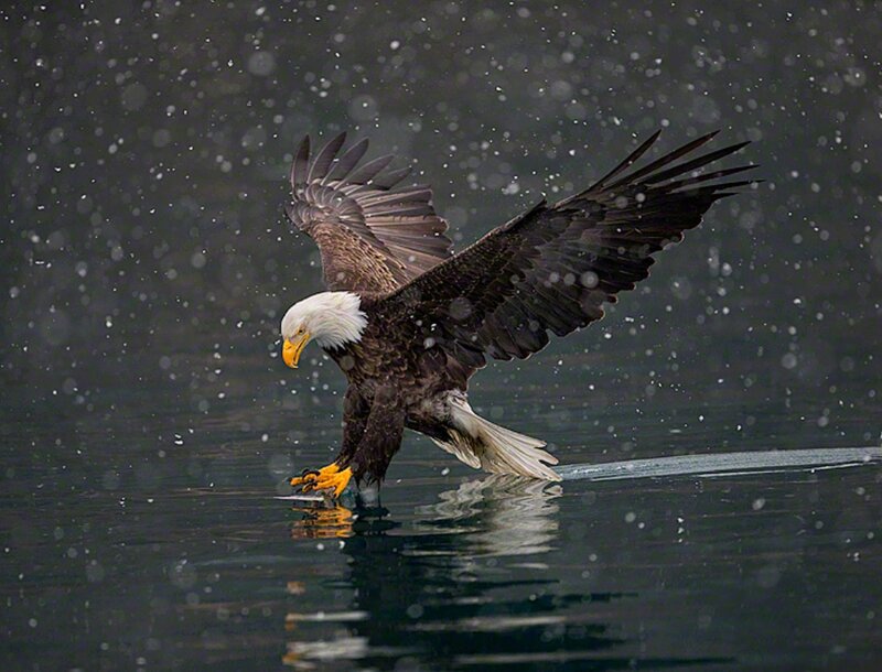 Bald Eagle Catching Fish — Brown, Dramatic, Winter