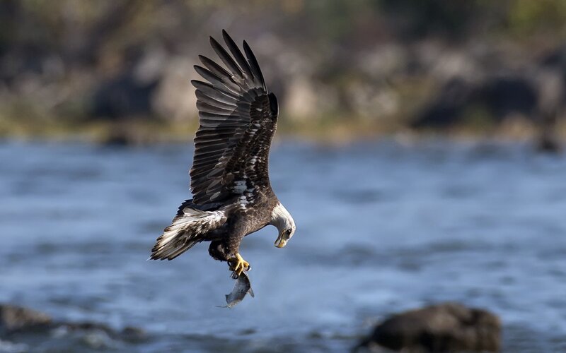 Bald Eagle Catching Fish — Brown, Dynamic, Afternoon, Photograph, River