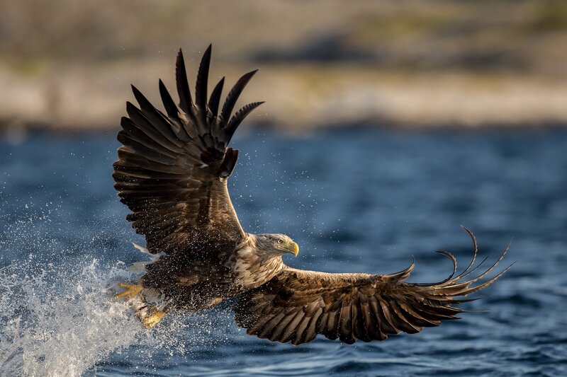 Bald Eagle Catching Fish — Brown, Dynamic, Afternoon, Photograph