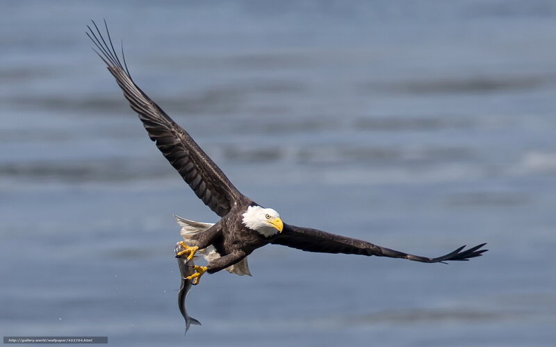 Bald Eagle Catching Fish — Brown, Dynamic, Afternoon, Photograph, Water, Sky