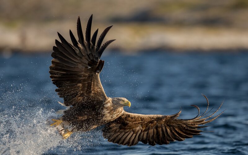 Bald Eagle Catching Fish — Brown, Dynamic, Afternoon, Photograph, Water