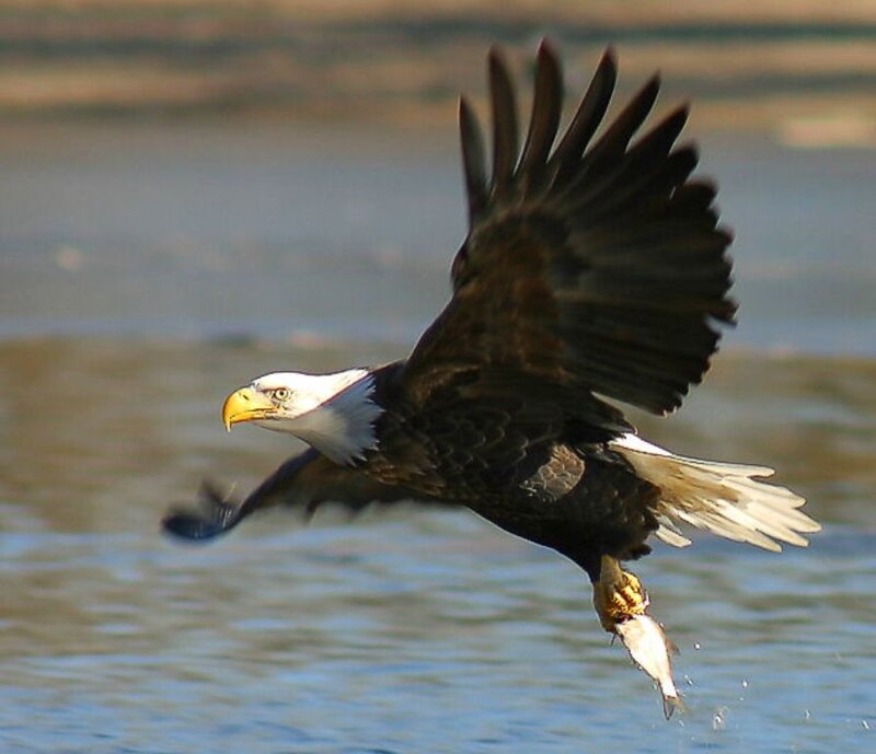 Bald Eagle Catching Fish — Brown, Dynamic, Afternoon, Photograph, Water, White