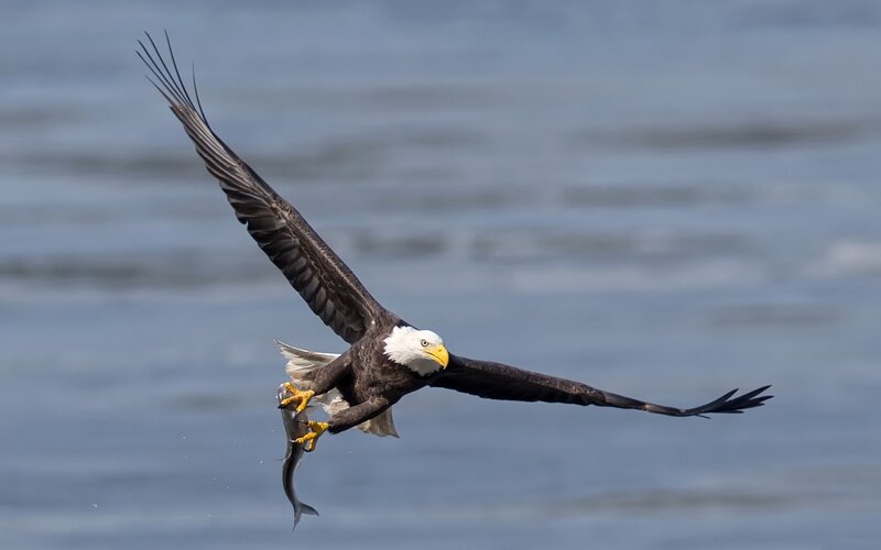 Bald Eagle Catching Fish — Brown, Dynamic, Afternoon, Photograph, Wings