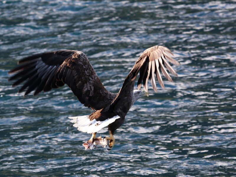 Bald Eagle Catching Fish — Brown, Dynamic, Afternoon