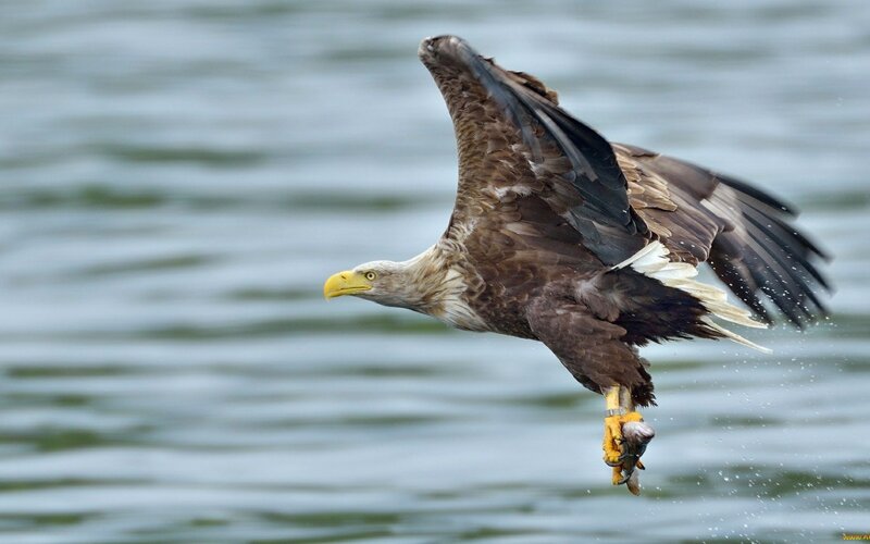 Bald Eagle Catching Fish — Brown, Dynamic, Photograph, Bird