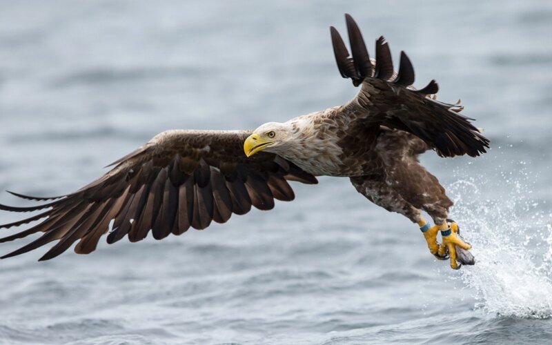 Bald Eagle Catching Fish — Brown, Dynamic, Photograph