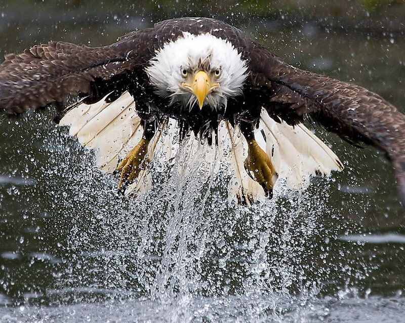 Bald Eagle Catching Fish — Brown