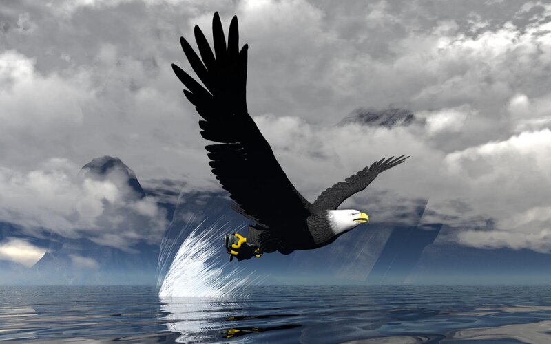 Bald Eagle Catching Fish — Gray