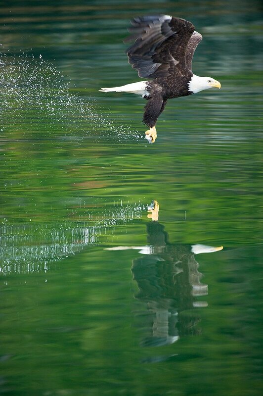 Bald Eagle Catching Fish — Green, Dynamic
