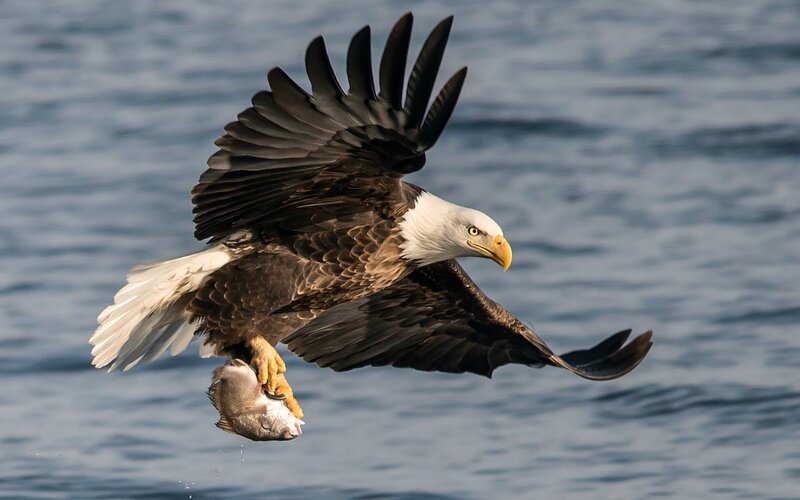 Bald Eagle Catching Fish — White