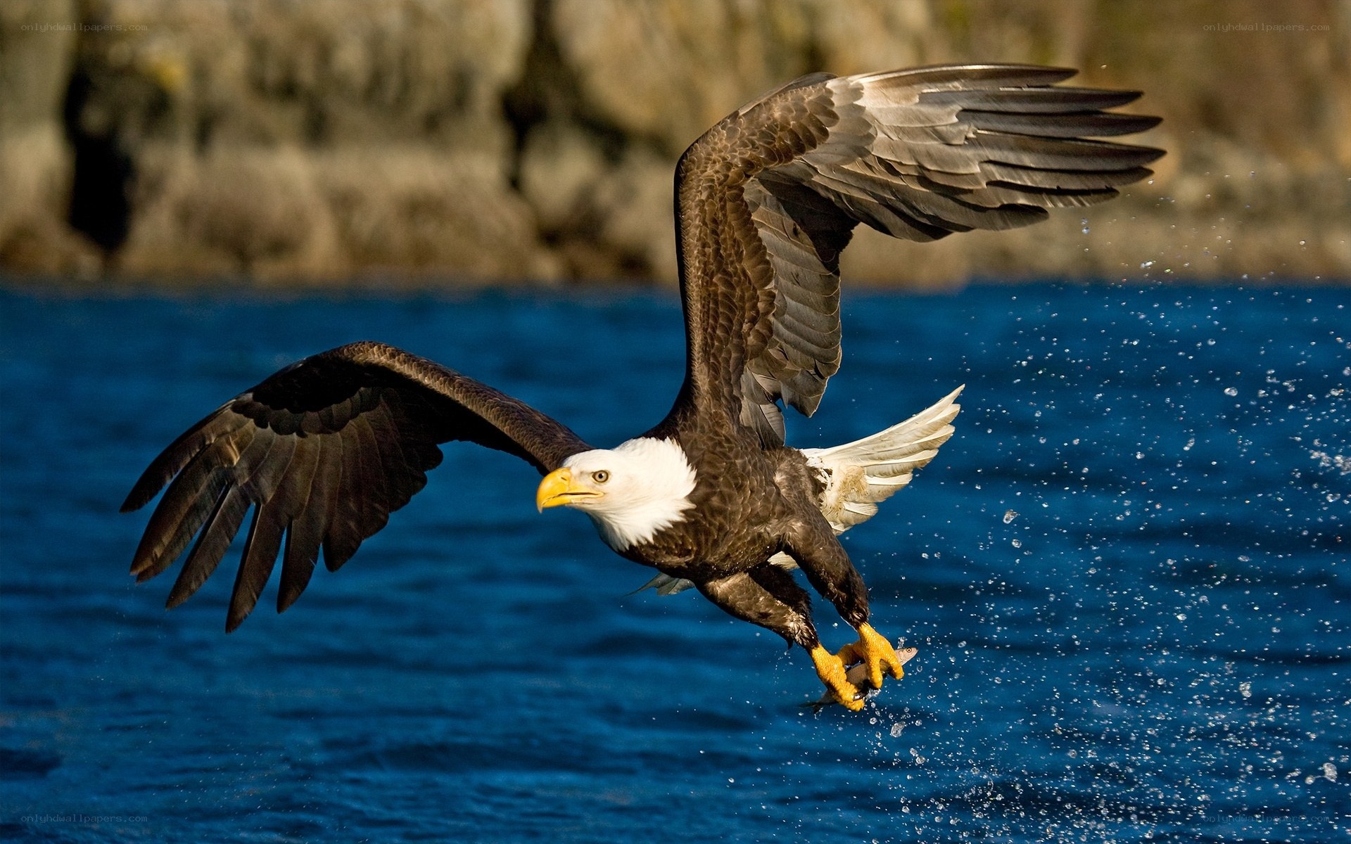 Bald eagle catching fish