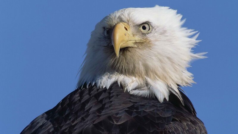 Bald eagle close-up portrait