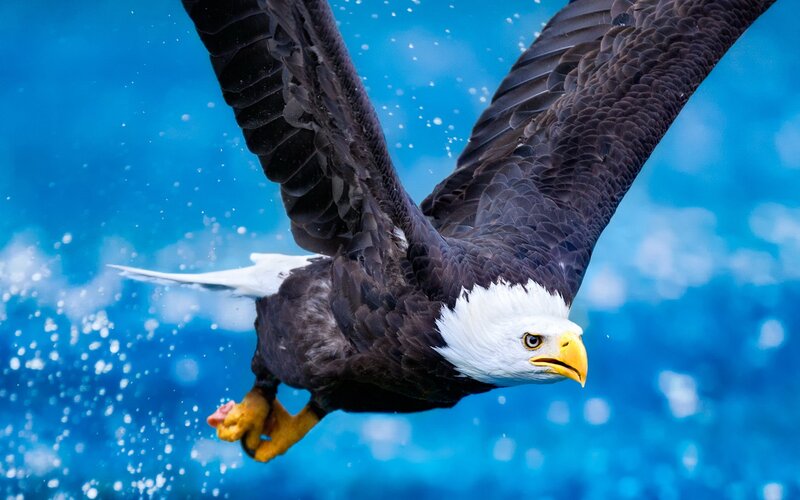Bald Eagle Diving — Blue