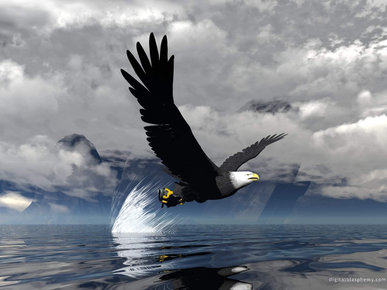Bald eagle diving for fish