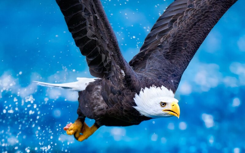 Bald Eagle Diving