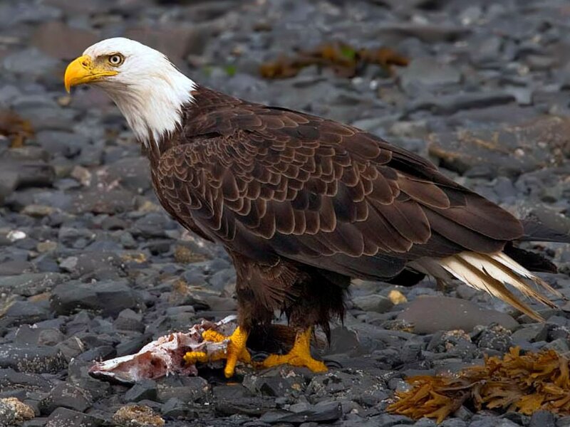 Bald Eagle Eating Fish — Brown, Natural