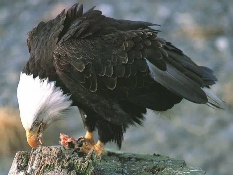Bald eagle eating fish