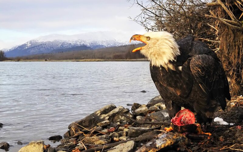 Bald Eagle Eating