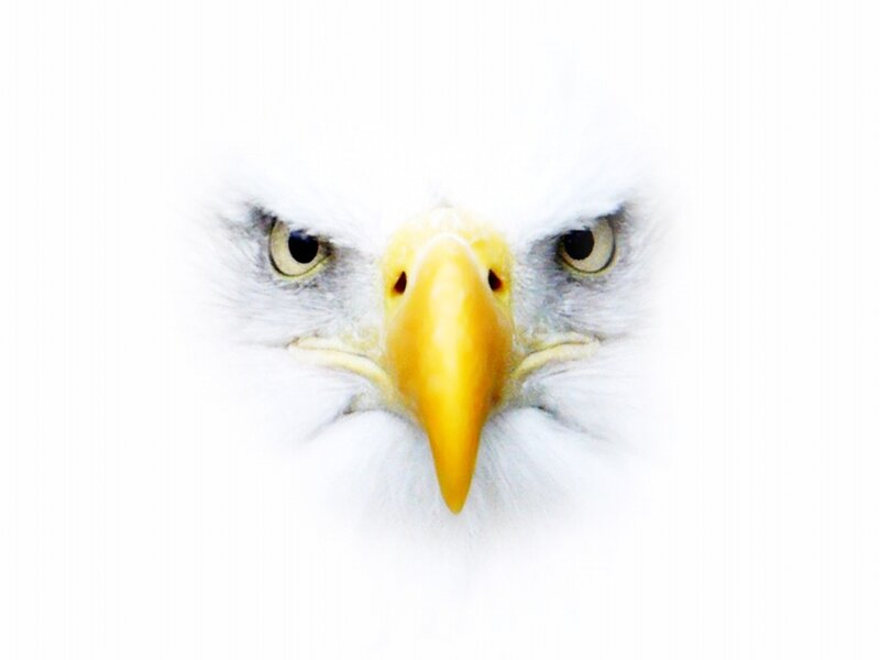 Bald Eagle Face