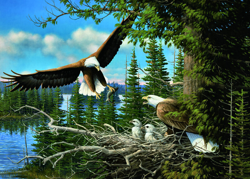 Bald Eagle Family