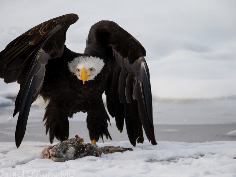 Bald Eagle Feeding — White