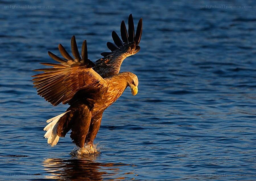 Bald eagle fishing in water