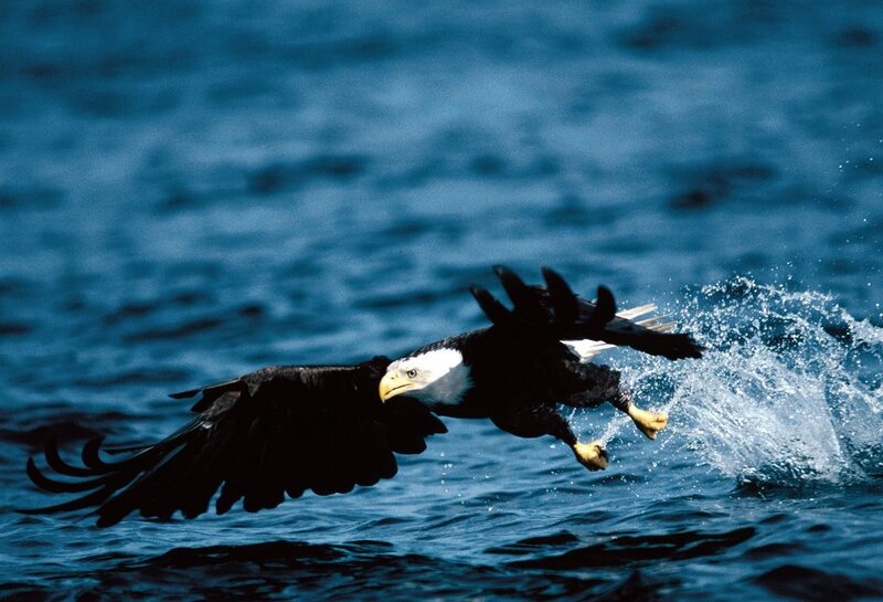 Bald eagle fishing