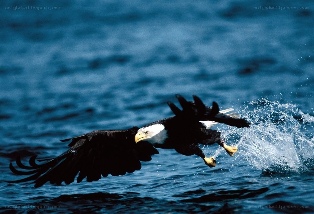 Bald eagle fishing