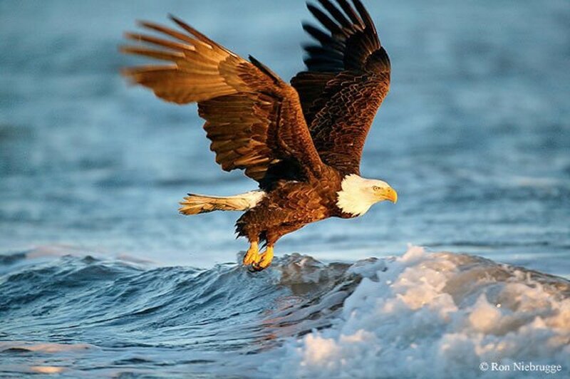 Bald Eagle Flying — Blue, Dramatic, Sunset