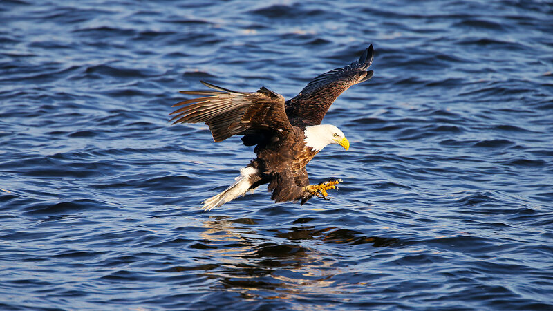 Bald Eagle Flying — Blue, Dynamic, Afternoon
