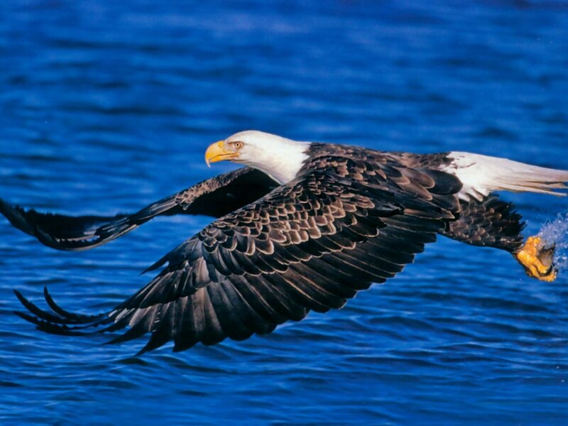 Bald Eagle Flying — Blue, Dynamic, Photograph