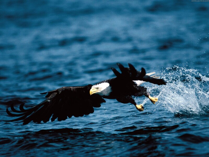 Bald Eagle Flying — Blue, Dynamic, Photograph, Water, Wings