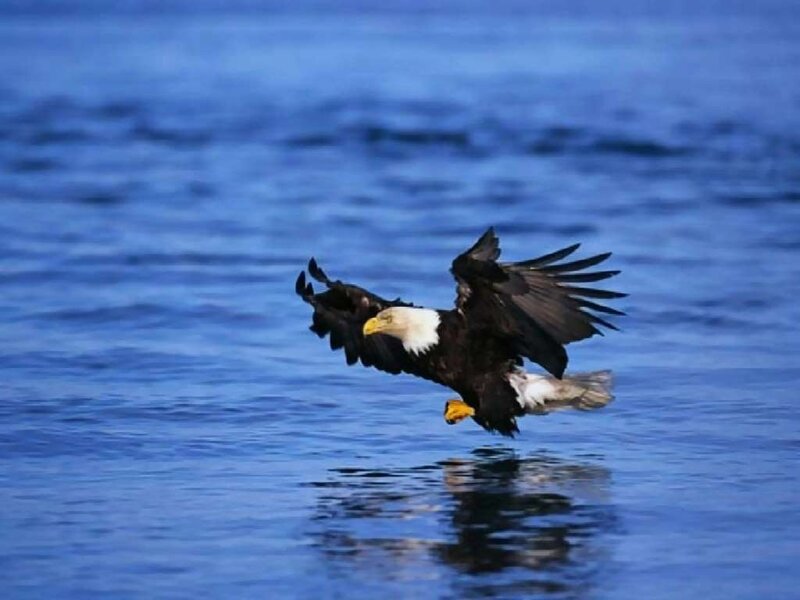 Bald Eagle Flying — Blue, Dynamic