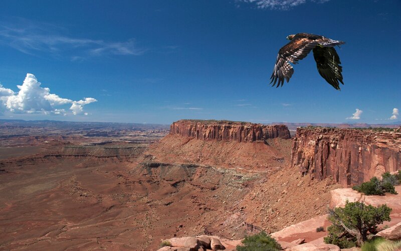 Bald Eagle Flying — Blue, Serene, Afternoon, Photograph