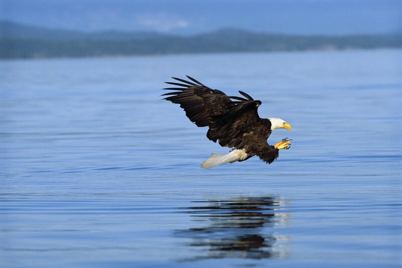 Bald Eagle Flying — Blue, Serene, Morning, Photograph