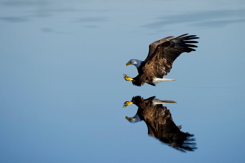 Bald Eagle Flying — Blue, Serene, Morning, Photograph, Water
