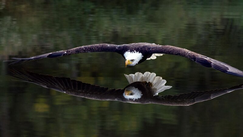 Bald Eagle Flying — Brown, Dramatic