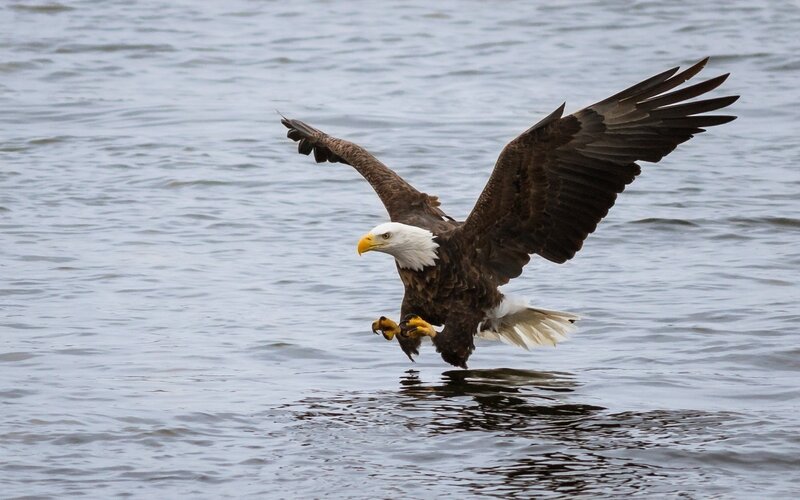 Bald Eagle Flying — Brown
