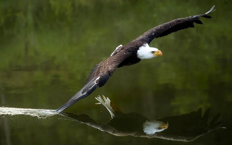 Bald Eagle Flying — Green, Dramatic