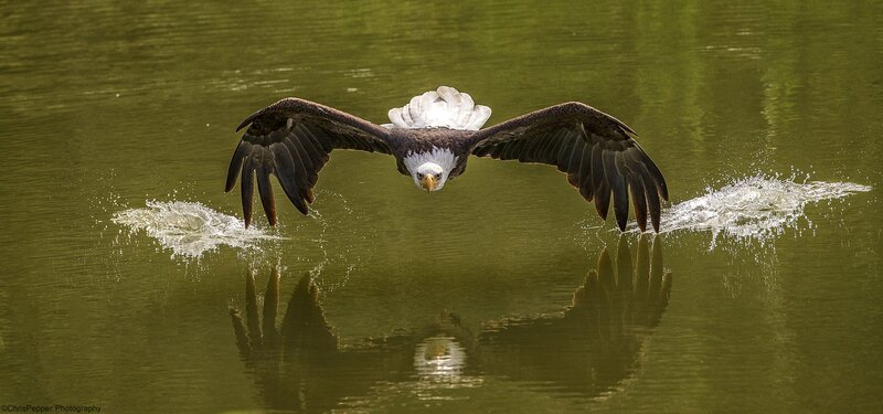 Bald Eagle Flying — Green, Dynamic