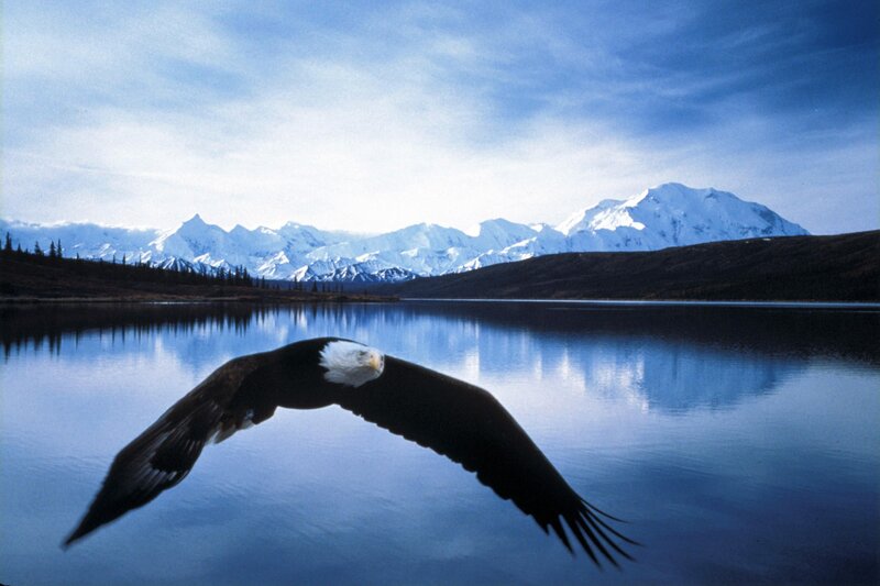 Bald eagle flying over a lake