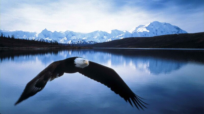 Bald eagle flying over a lake