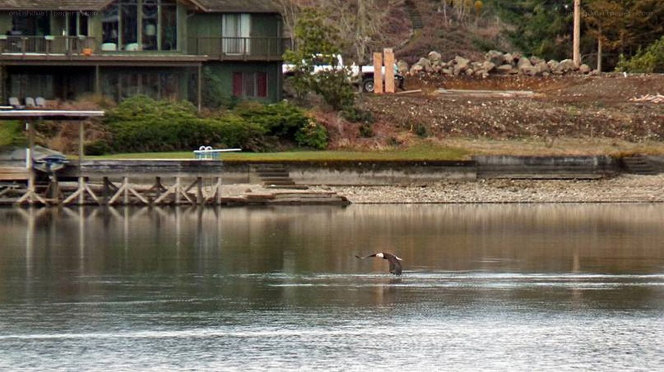 Bald eagle flying over lake