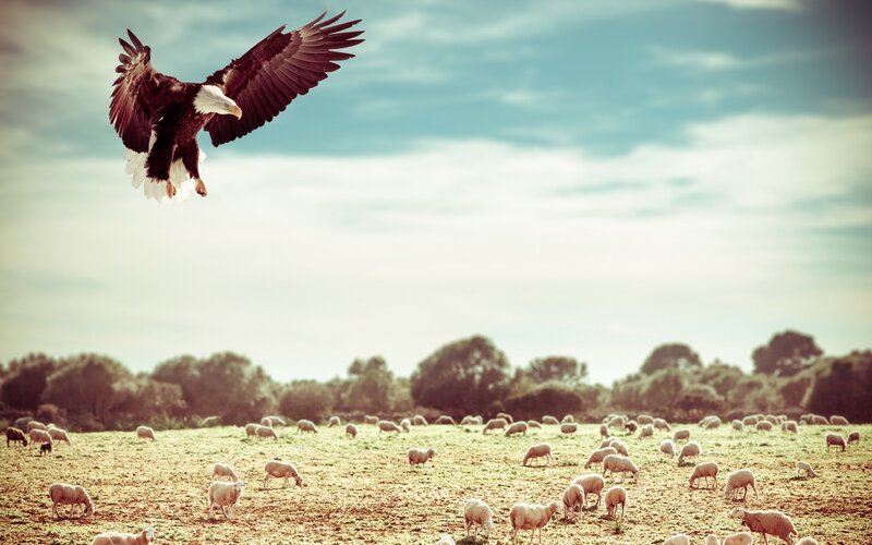 Bald Eagle Flying over Sheep — Green