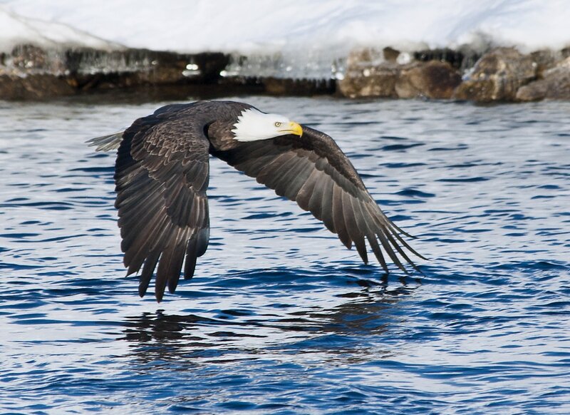 Bald eagle flying over water