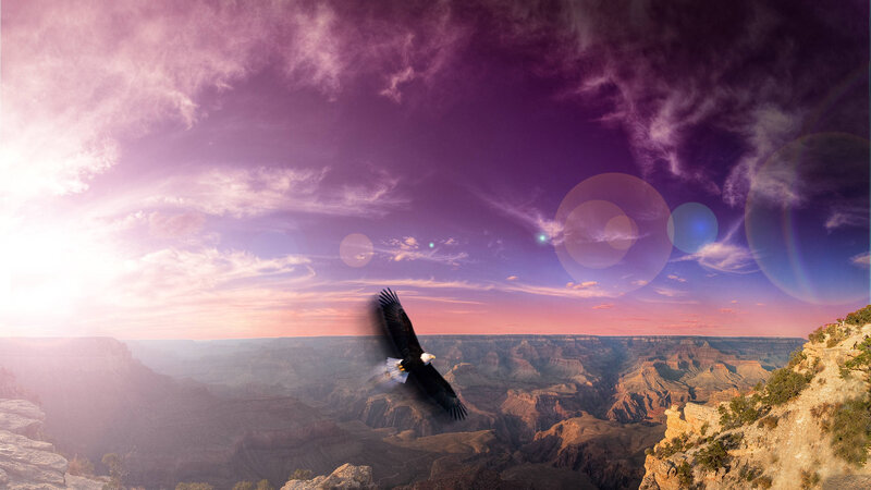 Bald Eagle Flying — Purple, Dramatic