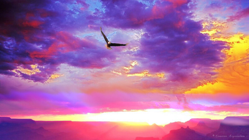 Bald Eagle Flying — Purple